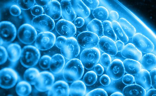 人體成分分析儀