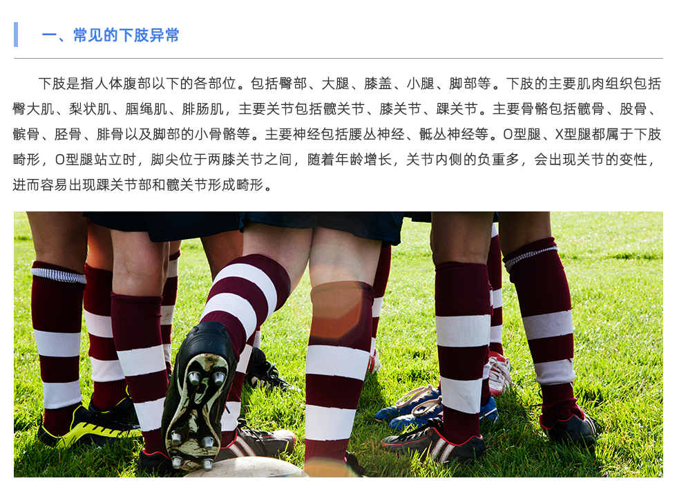 下肢是指人體腹部以下的各部位。包括臀部、大腿、膝蓋、小腿、腳部等。下肢的主要肌肉組織包括臀大肌、梨狀肌、腘繩肌、腓腸肌，主要關(guān)節(jié)包括髖關(guān)節(jié)、膝關(guān)節(jié)、踝關(guān)節(jié)。主要骨骼包括髖骨、股骨、髕骨、脛骨、腓骨以及腳部的小骨骼等。主要神經(jīng)包括腰叢神經(jīng)、骶叢神經(jīng)等。O型腿、X型腿都屬于下肢畸形，O型腿站立時，腳尖位于兩膝關(guān)節(jié)之間，隨著年齡增長，關(guān)節(jié)內(nèi)側(cè)的負(fù)重多，會出現(xiàn)關(guān)節(jié)的變性，進(jìn)而容易出現(xiàn)踝關(guān)節(jié)部和髖關(guān)節(jié)形成畸形。